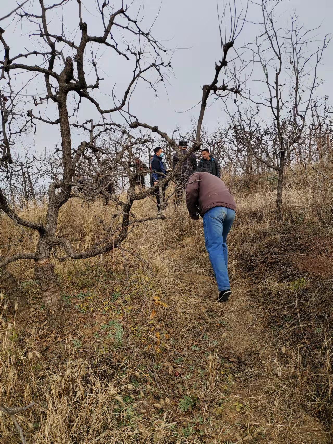 赞皇县高质量药用酸枣产业园项目一期征地进行中